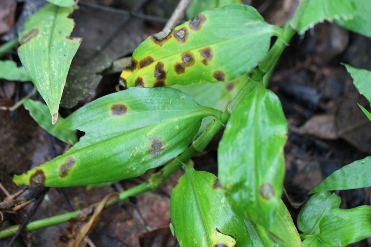 Rhopalephora scaberrima (Blume) Faden